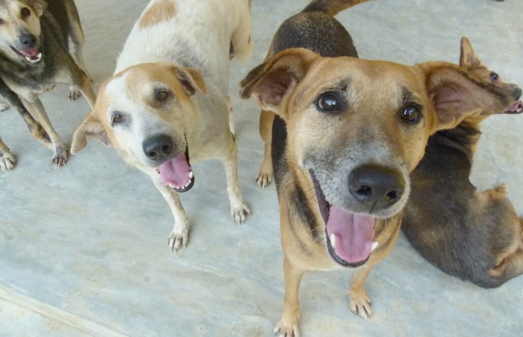 Volunteer in Sri Lanka - Dog Care and Veterinary Assistance