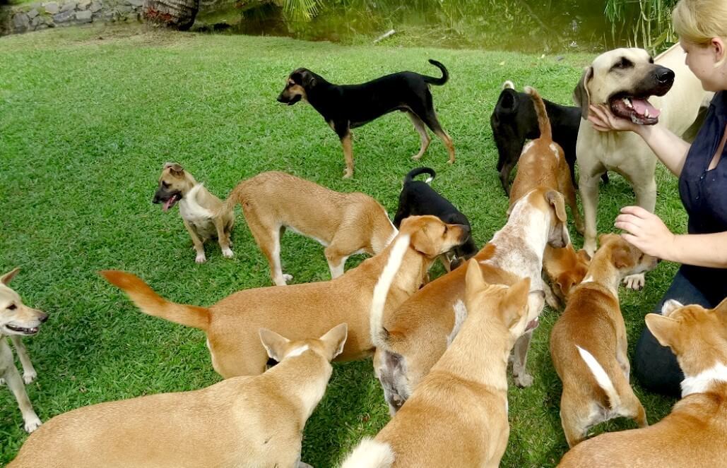 Volunteer in Sri Lanka - Dog Care and Veterinary Assistance