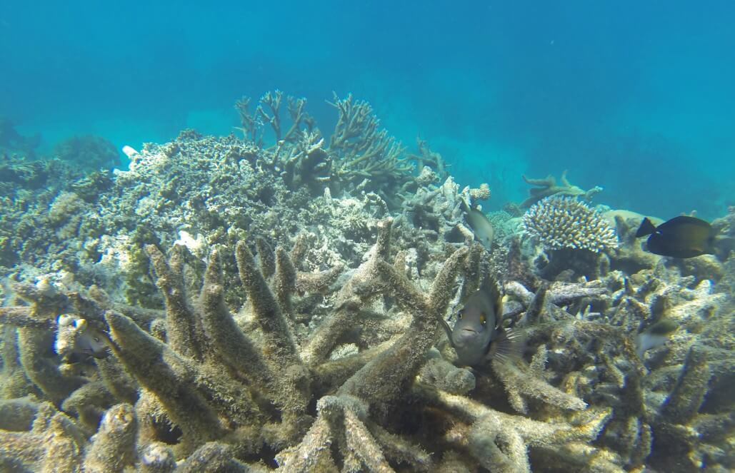 Volunteer in Australia - Great Barrier Reef Conservation