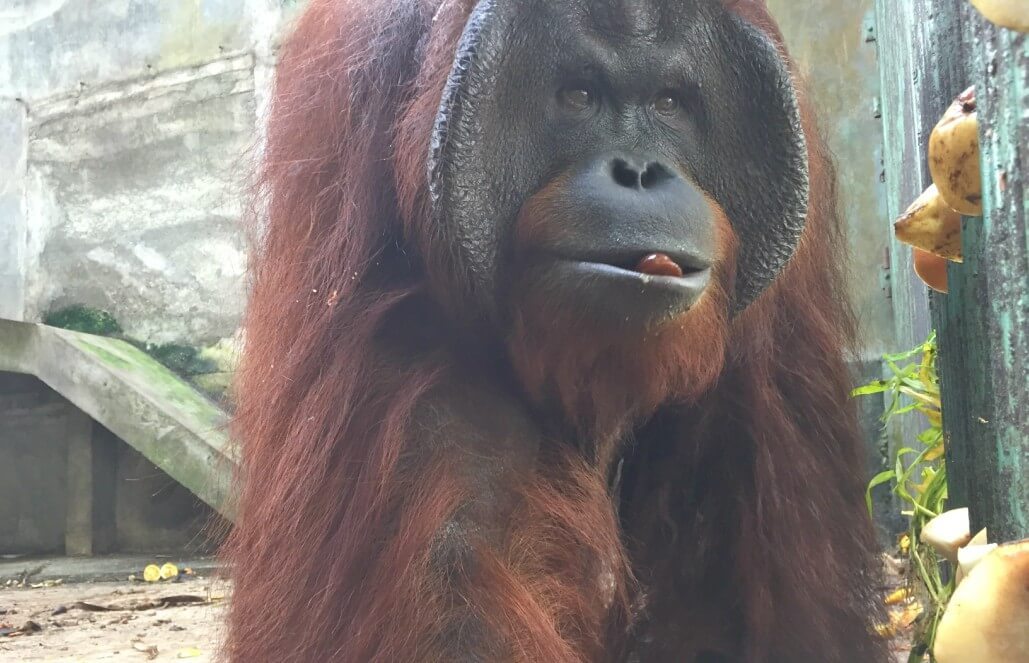 Gogon the Orangutan