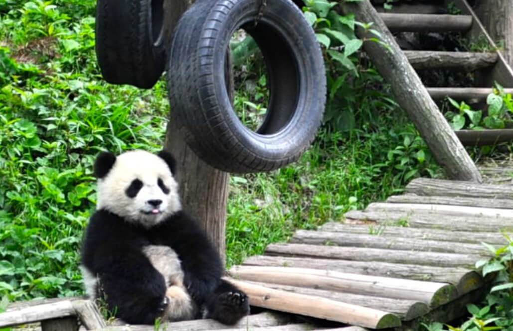 Volunteer in China - Cute Panda