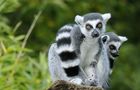 Volunteer in Madagascar - Lemur Conservation