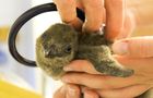 Volunteer in South Africa - Penguin and Marine Bird Sanctuary