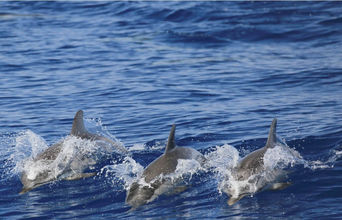 A Pod Of Striped Dolphins Interacting