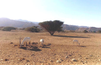 Oryx at the Desert Wildlife Program