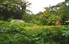 Volunteer in Costa Rica - Sustainable Organic Coffee Farming