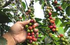 Volunteer in Costa Rica - Sustainable Organic Coffee Farming