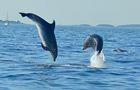 Volunteer in Croatia - Bottlenose Dolphin Conservation