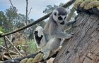 Volunteer in Australia - Port Stephens Wildlife Sanctuary