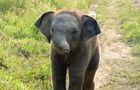 Volunteer in Sri Lanka - Wild Elephant Conservation and Research
