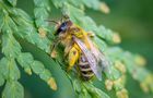 Volunteer in Ireland - Under 18 Bees and Biodiversity Conservation