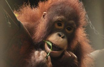 Volunteer in Indonesia - Orangutan and Wildlife Rescue Center
