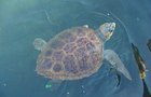 Volunteer in Greece - Mediterranean Sea Turtle Conservation
