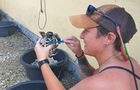 Volunteer in Bali - Family-Friendly Sea Turtle Rescue