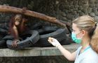 Volunteer in Indonesia - Orangutan and Wildlife Rescue Center