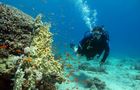 Volunteer in Israel - Coral Reef Conservation