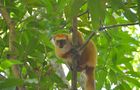 Volunteer in Madagascar - Wildlife Research and Conservation