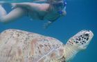 Volunteer in Malaysia - Jungle Trekking and Sea Turtle Conservation