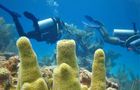 Volunteer in Mexico - Diving for Marine Conservation
