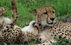 Volunteer in South Africa - Big Cats Research and Conservation in the Greater Kruger Area
