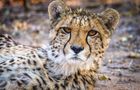 Volunteer in South Africa - Big Cats Research and Conservation in the Greater Kruger Area