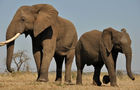 Volunteer in South Africa - Greater Kruger Area Wildlife Photography and Conservation