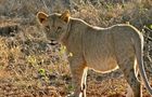 Volunteer in South Africa - The Big 5 Wildlife Reserve in the Greater Kruger Area