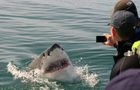 Volunteer in South Africa - Great White Shark Conservation