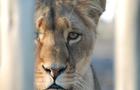 Volunteer in South Africa - Wild Cat Sanctuary