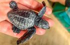 Volunteer in Sri Lanka - Sea Turtle Rescue and Rehabilitation