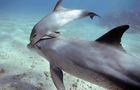 Volunteer in Tanzania - Dolphin and Marine Conservation