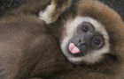 Volunteer in Thailand - Gibbon Primate Sanctuary