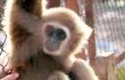 Volunteer in Thailand - Gibbon Primate Sanctuary