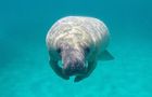 Volunteer in Belize - Manatee and Marine Conservation