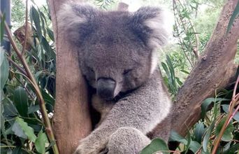 An Adorable, Furry Koala Just Relaxing