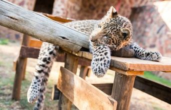 Volunteer in South Africa - Baby Leopard