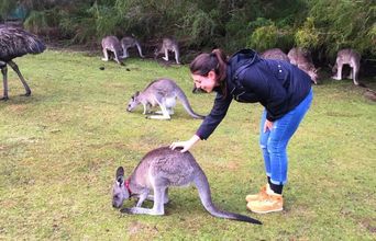 Volunteer in Australia - Wild Animal Sanctuary