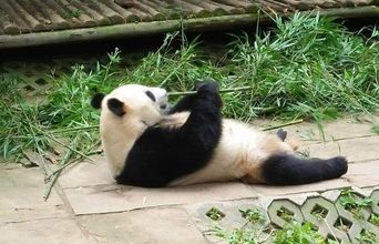 Volunteer in China - Panda Eating