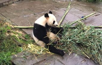 Volunteer in China - Susan, My Favorite Panda