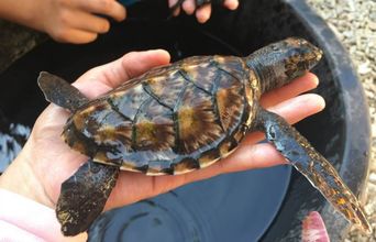Volunteer in Indonesia - Sea Turtle Cleaning