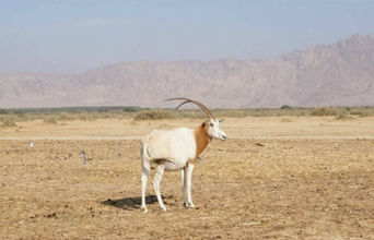 Scimitar Oryx In the Safari