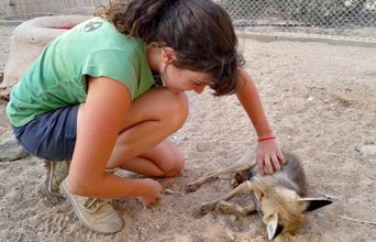 Volunteer in Israel - Desert Wildlife Program