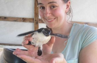 Volunteer in Maldives - Marine and Turtle Conservation