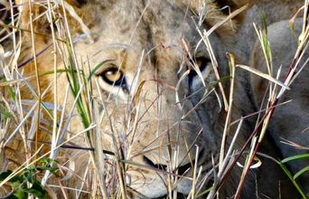 Lioness Watching Through The Grass