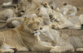 A Female Of The North Pride With Her Cubs