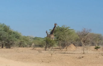 Grazing Giraffes
