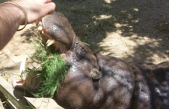 Feeding A Hippo
