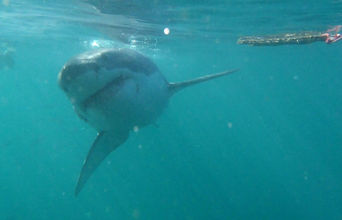Volunteer in South Africa - Great White Shark Conservation
