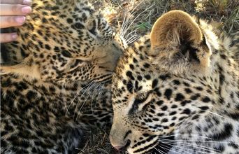 Two Leopard Cubs Volunteers Helped Feed