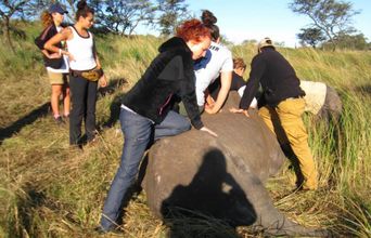 Holding A Rhino Down To Giver Her Some Fluids